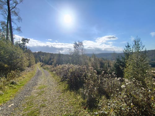 Externsteinen und Falkenburg Rundwanderung