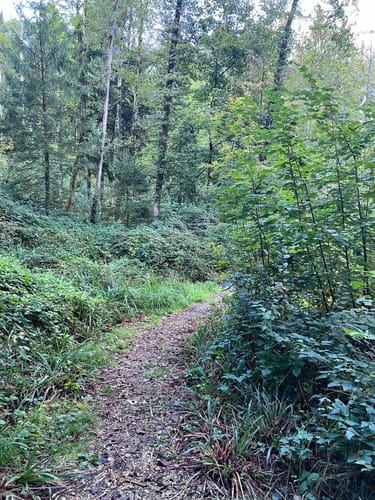 Nordic Walking Nr. 3 (Mühlenbachweg)