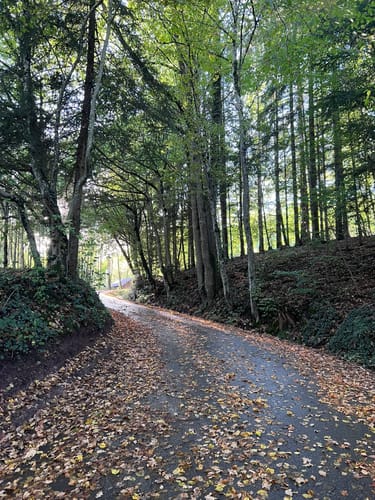 Nordic Walking Nr. 3 (Mühlenbachweg)
