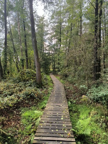 Lüneburger Heide - Runde