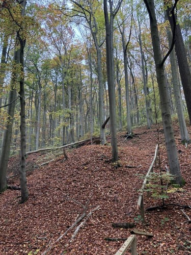 DAV Tour 3 "Buchennaturwald mit Harzblick"