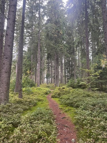 Titisee Rundweg