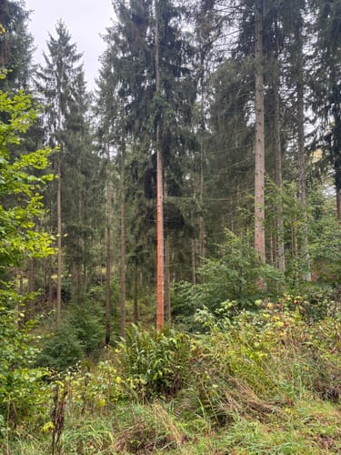Entlang des Platißbachs