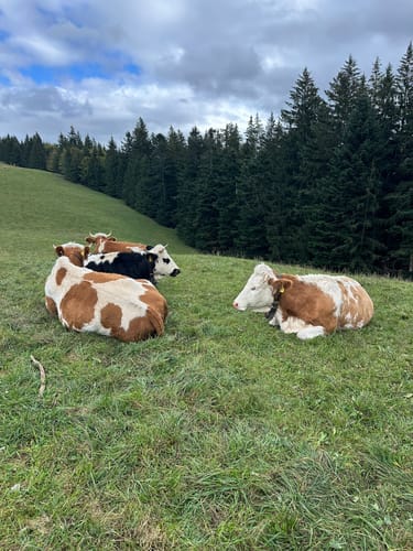 Von Tegernsee zum Berggasthof Neureuth über den Sommerweg