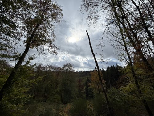 Bärenbachpfad (Traumschleife)