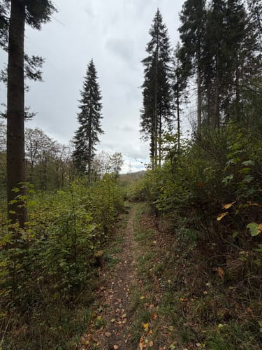 Bärenbachpfad (Traumschleife)