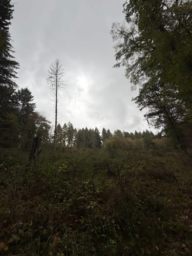 Bärenbachpfad (Traumschleife)