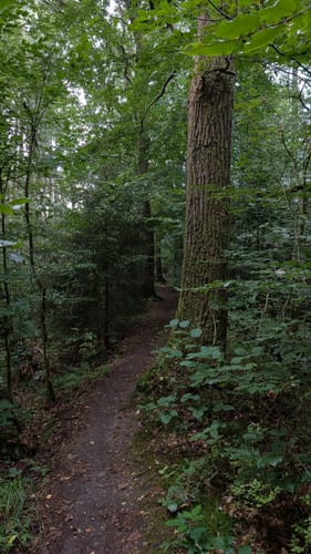 Duvenstedter Brook