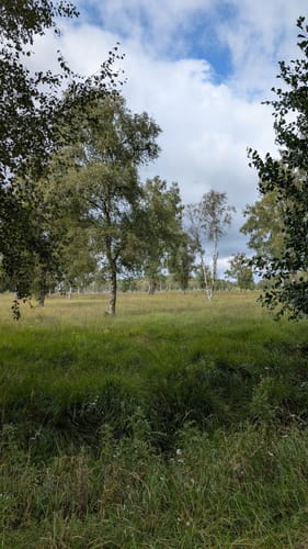 Duvenstedter Brook
