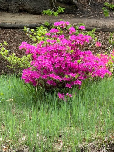 Im Rhododendron Park Kromlau