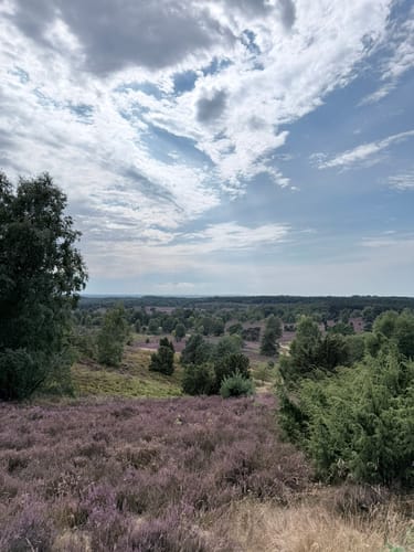 Lüneburger Heide (Traumschleife)
