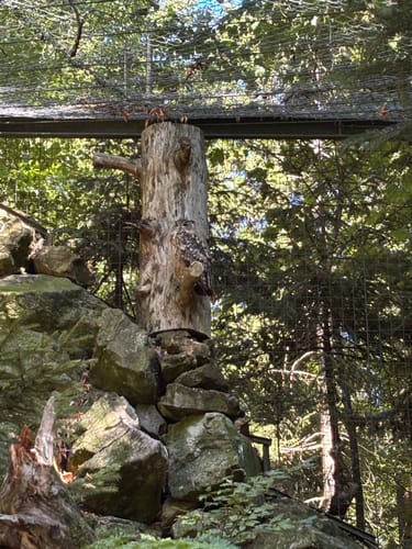 Baumwipfelpfad und Tier-Freigelände im Nationalpark Bayerischer Wald