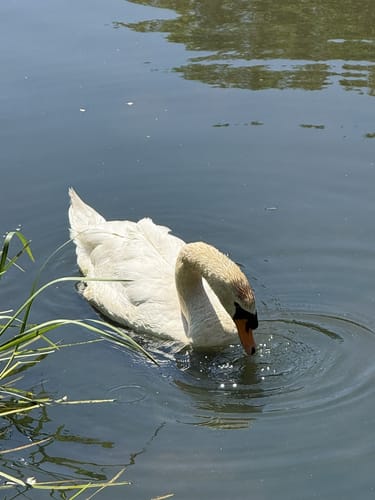 Runde durch Muskauer Schlosspark