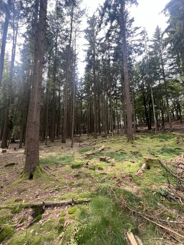 Hohemark - Altkönig - Großer Feldberg
