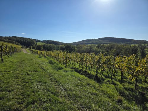 Müllheim - Eichwald - Vögisheim