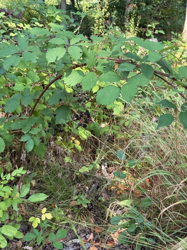 Rundwanderweg Hase Frauenstein