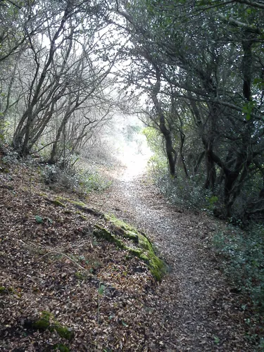 2023-best-10-forest-trails-in-seich-sou-forest-alltrails