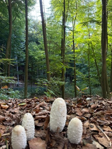 Odenwald: Kirschhausen Rundweg