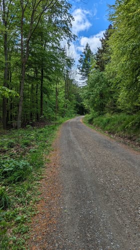 Wolfshagen im Harz - Sommerberg Rundwanderung