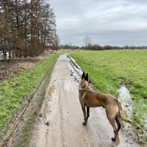 Haldern: Ums Reeser Meer (A9)