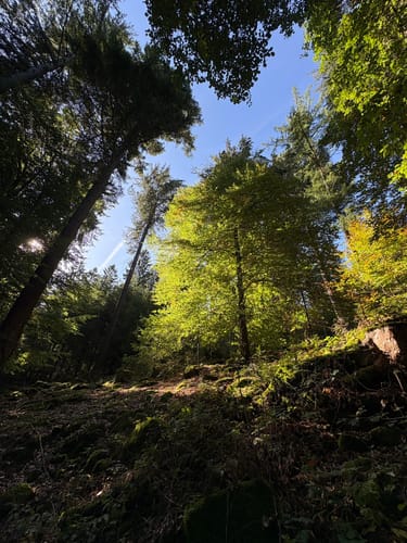 Königstuhl - Heidelberg Wanderweg 9