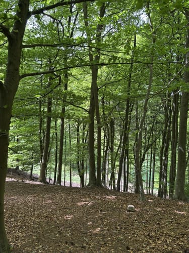 Bad Iburg und Lienenerberg Rundweg im Teutoburger Wald