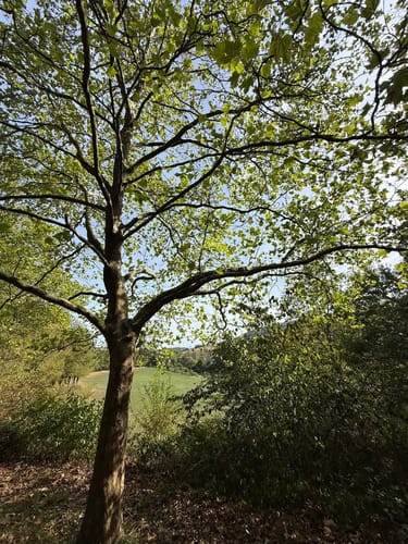 Remigius Abschnitt Rundweg via Sprengelburg