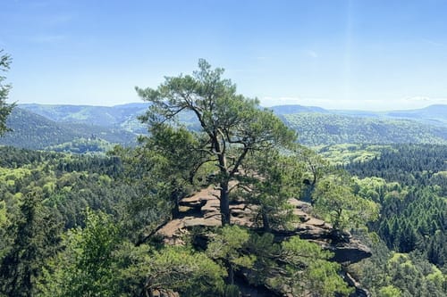 Busenberger Holzschuhpfad (Premiumwanderweg)
