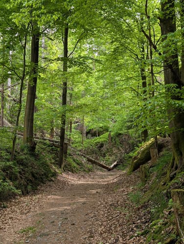 Neumannmühle - Teichstein