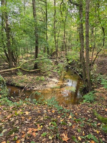 Von Rothenbach über die Dalheimer Mühle