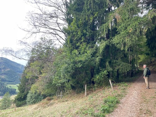 Mühlen-Rundwanderweg Simonswald