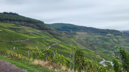 Moselsteig Etappe 9: Neumagen-Dhron - Monzel
