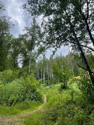 Natursteig Sieg - Etappe 7: Herchen - Schladern