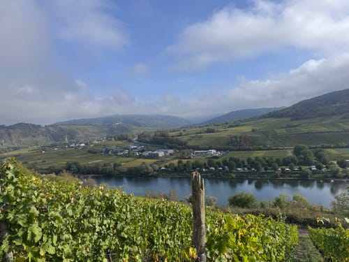 Moselsteig Etappe 14: Reil - Zell (Mosel)
