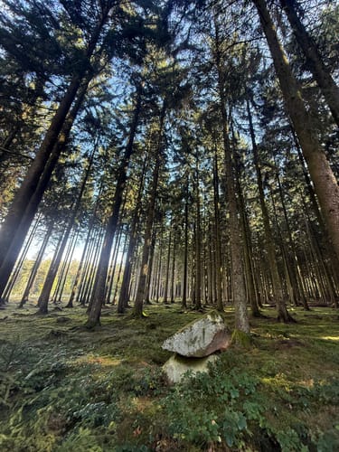 Greimerather Höhenweg (Traumschleife)