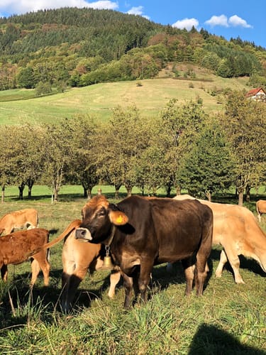 Ottenhöfen im Schwarzwald: Mühlenweg