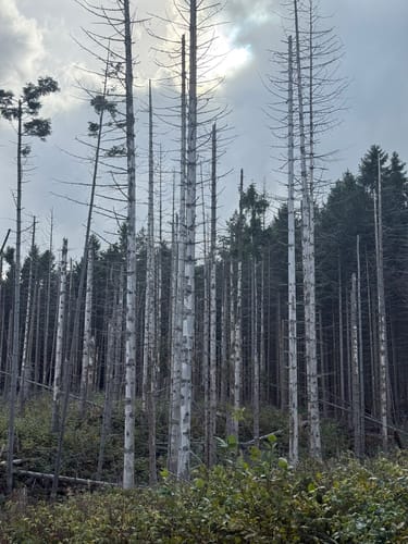 Brocken via Heinrich-Heine-Weg