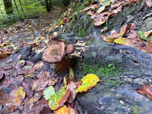 Felsenweg 1 (Premiumwanderweg)