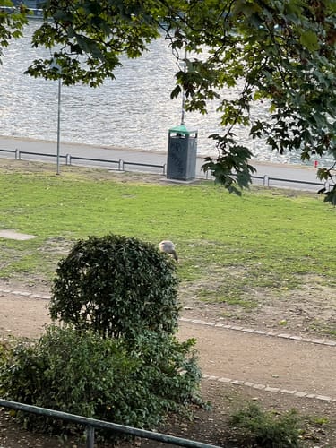 Frankfurt Stadtrundfahrt