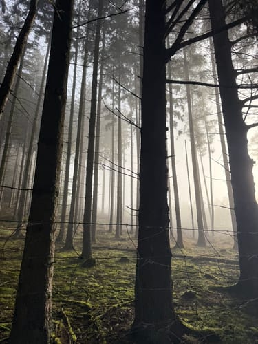 Greimerather Höhenweg (Traumschleife)