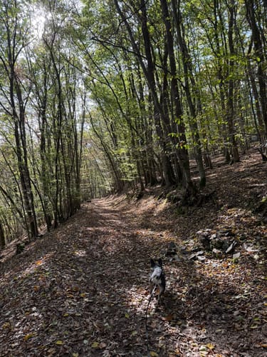 Auf Kurzem Weg durch die Baybachklamm