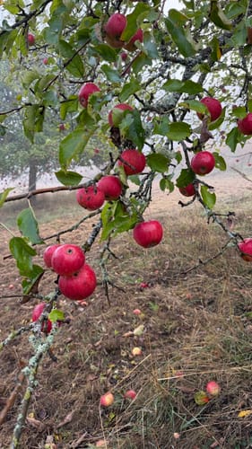 Teufelstour (Premiumwanderweg)