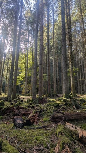 Titisee Rundweg
