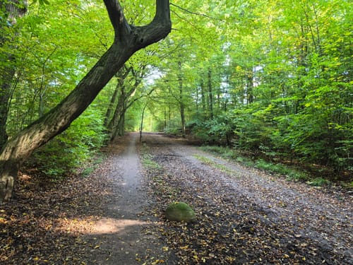 Ohlstedt - Wohldorfer Wald - Duvenstedter Brook