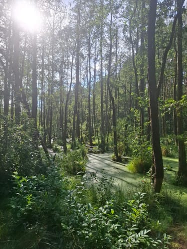 Von Borgsdorf nach Birkenwerder durchs Briesetal