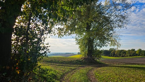 Buch am Elbach Hohenweg
