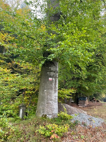 Aumbacher Rundweg