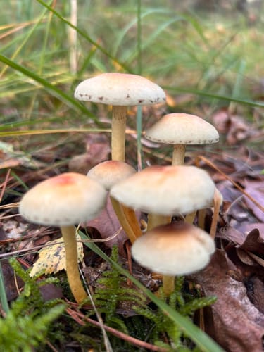 Durchs Barneführerholz