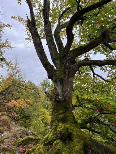 Walkenried - Sachsenstein - Kranichteiche