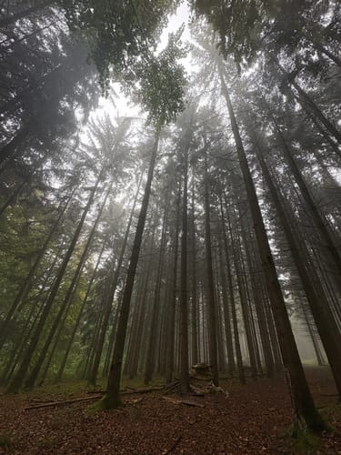 Thalmässing 4 : Premiumwanderweg Jurakante